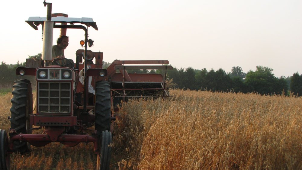 Heinz Thomet of Next Step Produce harvesting hulless oats